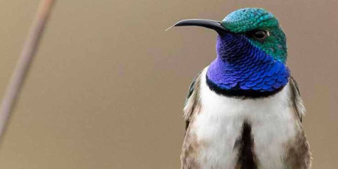 ¡Reserva Cerro de Arcos, para proteger La Estrella de Garganta Azul!